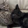 キジトラと黒猫の生後3ヶ月程の猫兄妹 サムネイル2