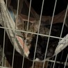 キジトラと黒猫の生後3ヶ月程の猫兄妹 サムネイル3