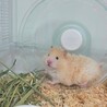 ハムリ