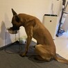ベルジアンマリノア　オス　 サムネイル3