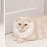 短足男の子 サムネイル4