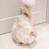 短足男の子 サムネイル5
