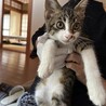 ベタ甘イケニャン⭐︎キジ白男子 サムネイル2