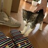 ベタ甘イケニャン⭐︎キジ白男子 サムネイル3