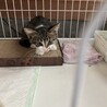 ベタ甘イケニャン⭐︎キジ白男子 サムネイル4