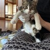 ベタ甘イケニャン⭐︎キジ白男子 サムネイル5