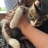 ベタ甘イケニャン⭐︎キジ白男子 サムネイル6