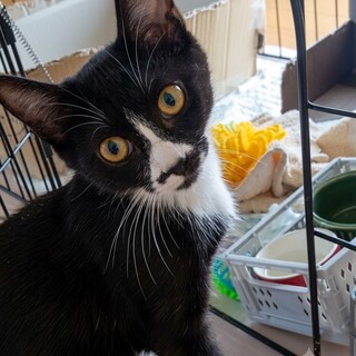 わかめくん