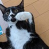 わかめくん サムネイル2