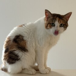 「８月23日｛ラブとハッピー府中 保護猫譲渡会｝」サムネイル2