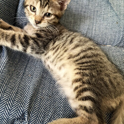 「８月23日｛ラブとハッピー府中 保護猫譲渡会｝」サムネイル3