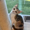三姉妹のうるるちゃん三毛 サムネイル2