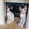 三姉妹のうるるちゃん三毛 サムネイル4