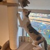 三姉妹のうるるちゃん三毛 サムネイル6