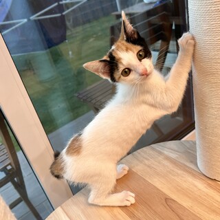 三姉妹のうららちゃん三毛猫