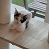 三姉妹のうららちゃん三毛猫 サムネイル3