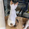 三姉妹のうららちゃん三毛猫 サムネイル4