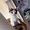 三姉妹のうららちゃん三毛猫 サムネイル5