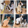 三姉妹のうららちゃん三毛猫 サムネイル7