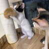 三姉妹のうららちゃん三毛猫 サムネイル6