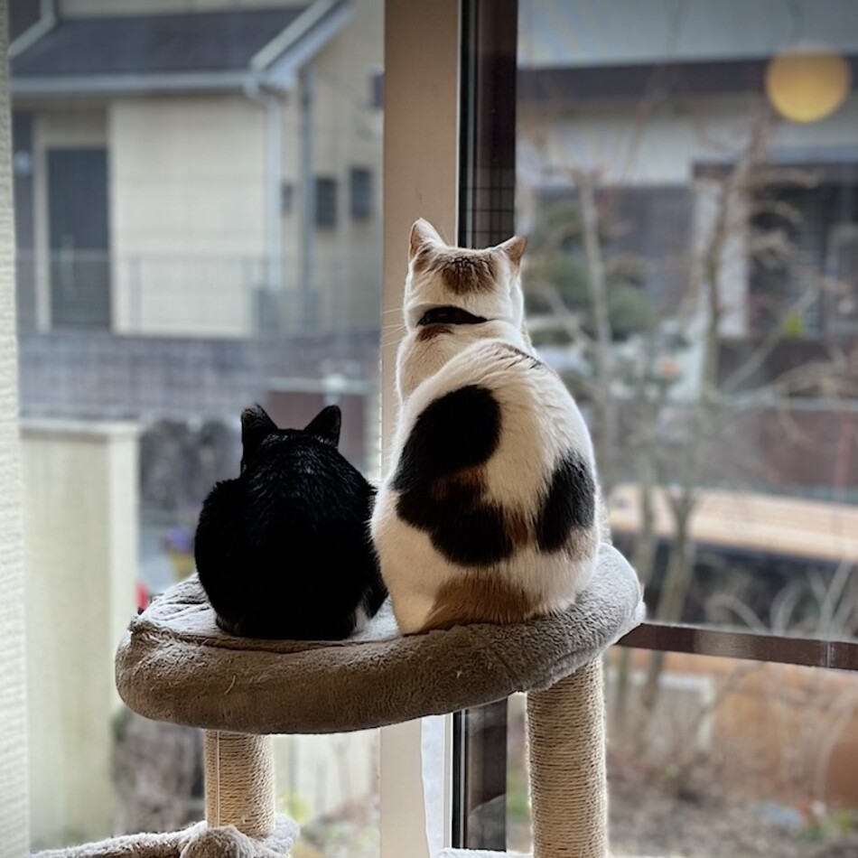 雪のカバー写真