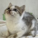 元気いっぱいキジ白　女の子　小柄です