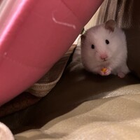 ここ
