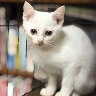 愛嬌がある男の子　シュシュ