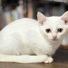 愛嬌がある男の子　シュシュ サムネイル2