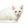 愛嬌がある男の子　シュシュ サムネイル3