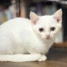 愛嬌がある男の子　シュシュ サムネイル4