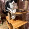 ★美人ハチワレ・メイちゃん！！ サムネイル3
