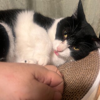 ★美人ハチワレ・メイちゃん！！