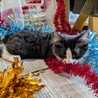 ハチワレロン毛✨毛並みが半端なくふわふわ❤ サムネイル7