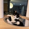 生後5ヶ月の白黒ハチワレピノちゃん サムネイル2