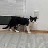 生後5ヶ月の白黒ハチワレピノちゃん サムネイル4
