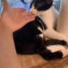 生後5ヶ月の白黒ハチワレピノちゃん サムネイル5