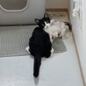 生後5ヶ月の白黒ハチワレピノちゃん サムネイル6