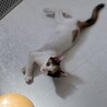 三姉妹のうららちゃん三毛猫 サムネイル2