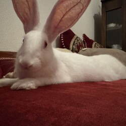 かしこさ