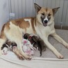 2か月齢の子犬5匹 サムネイル2