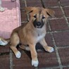 2か月齢の子犬5匹 サムネイル3