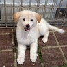 2か月齢の子犬5匹