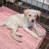 2か月齢の子犬5匹 サムネイル5