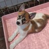 2か月齢の子犬5匹 サムネイル6
