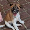 2か月齢の子犬5匹 サムネイル7
