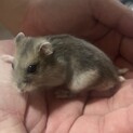 サファイアブルー×ジャンガリアンハムスター 