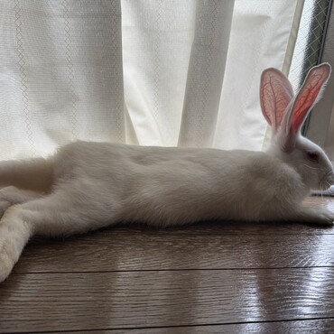 モスチキン型