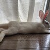 モスチキン型