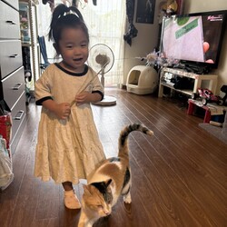 にゃんこ
